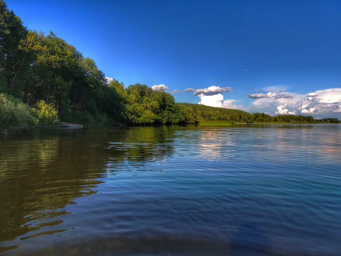 Лесистый берег и вода озера Дривяты в Браславском крае